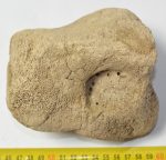 Mammuthus primigenius magnum csont 