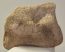 Mammuthus primigenius magnum csont 