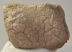 Mammuthus primigenius magnum csont 