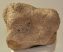 Mammuthus primigenius magnum csont 