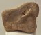 Mammuthus primigenius magnum csont 