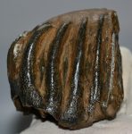 Mammuthus sp. részleges fog (360 gramm)