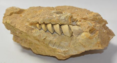 Turitella sp. csiga kőbelek eocén korú kőzetben Turitella sp. csiga kőbelek eocén korú kőzetben