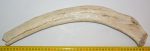   Mammuthus primigenius részleges borda csont (452 mm) ELFOGYOTT (MIFI) 11