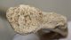 Mammuthus primigenius partial rib bone (452 mm) SOLD (MIFI) 11