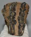 Mammuthus meridionalis részleges fog (1061 gramm)