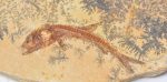 Dastilbe crandalli fish fossil