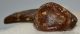 Seal Pagophilus groenlandicus? partial scapula bone SOLD (NR) 04