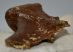 Seal Pagophilus groenlandicus? partial scapula bone SOLD (NR) 04