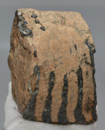 Mammuthus meridionalis részleges fog (1378 gramm)