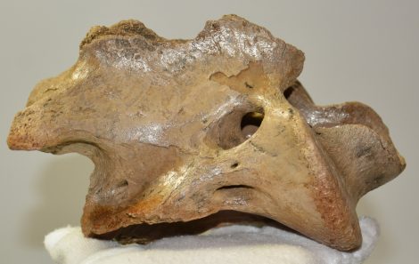 Megaloceros giganteus partial axis vertebra Irish Elk