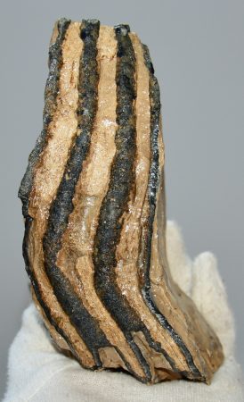 Mammuthus primigenius részleges fog (1026 gramm)