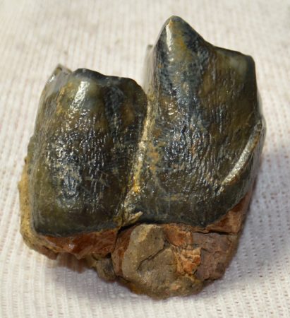 Miocene age Rhinoceros partial lower tooth (34 mm)