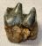 Miocene age Rhinoceros partial lower tooth (34 mm)