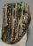 Mammuthus meridionalis részleges fog (820 gramm)