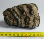   Mammuthus meridionalis tooth (730 grams) Southern mammoth molar