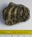 Mammuthus meridionalis tooth (730 grams) Southern mammoth molar
