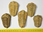 5 pc Calymene trilobites from Morocco