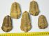 5 pc Calymene trilobites from Morocco SOLD (JA) 12