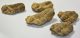 5 pc Calymene trilobites from Morocco SOLD (JA) 12