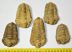 5 pc Calymene trilobites from Morocco SOLD (JA) 12