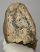 Mammuthus meridionalis részleges fog (2557 gramm) ELFOGYOTT (R) 05