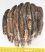 Mammuthus meridionalis részleges fog (1419 gramm)