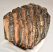 Mammuthus meridionalis részleges fog (1419 gramm)