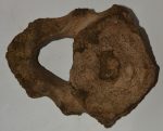 Mammuthus meridionalis részleges axis csigolya (4910 gramm)