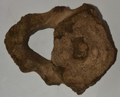 Mammuthus meridionalis részleges axis csigolya (4910 gramm)