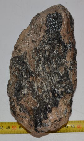 Pathologiás Mammuthus primigenius részleges fog (1158 gramm)