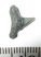 Carcharhinus priscus cápa fog (10 mm)