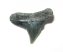 Carcharhinus priscus shark tooth (10 mm)