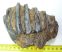Mammuthus meridionalis partial tooth (614 grams)