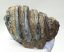 Mammuthus meridionalis részleges fog (614 gramm)