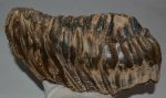 Mammuthus primigenius tooth (1992 grams)