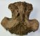 Alces latifrons partial skull (5,5 Kg) SOLD (BS) 03