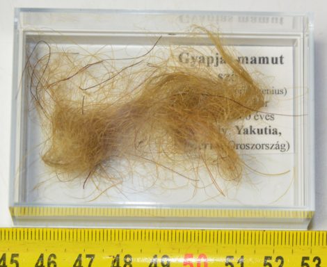  Mammuthus primigenius Woolly Mammoth Hair in box