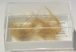  Mammuthus primigenius Woolly Mammoth Hair in box