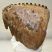 Mammuthus primigenius tooth (1973 grams) Woolly Mammoth