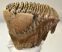 Mammuthus primigenius tooth (1973 grams) Woolly Mammoth