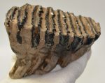Elephas antiquus fog (422 gramm) Palaeoloxodon antiquus