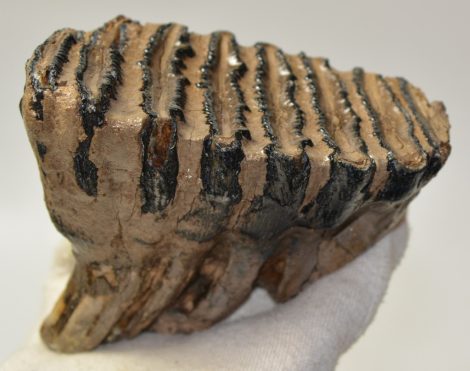 Elephas antiquus fog (422 gramm) Palaeoloxodon antiquus