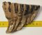 Elephas antiquus fog (422 gramm) Palaeoloxodon antiquus