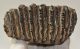 Elephas antiquus fog (422 gramm) Palaeoloxodon antiquus