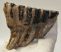 Elephas antiquus fog (422 gramm) Palaeoloxodon antiquus
