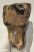 Elephas antiquus fog (422 gramm) Palaeoloxodon antiquus