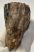 Elephas antiquus fog (422 gramm) Palaeoloxodon antiquus