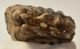 Elephas antiquus fog (422 gramm) Palaeoloxodon antiquus
