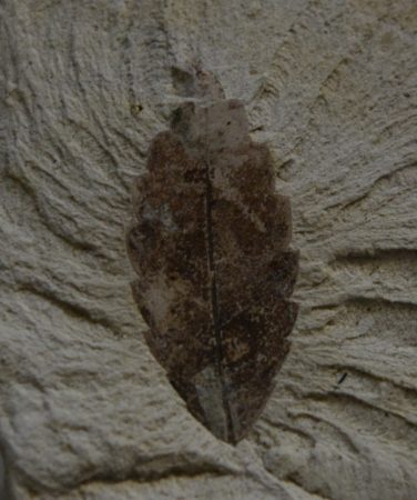  Zelkova ungeri leaf from Erdőbénye (226 grams)